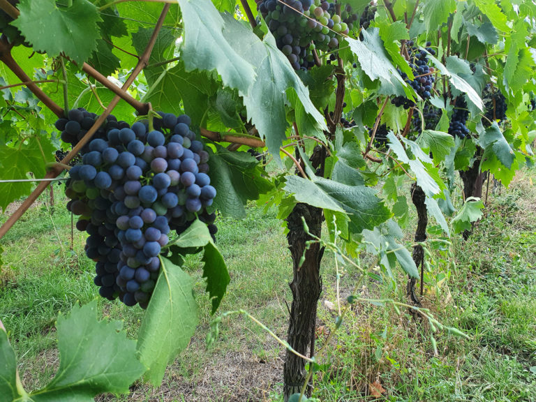 La Società Agricola e l'Agriturismo